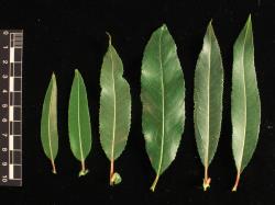 Salix triandra subsp. triandra. Range of leaf shapes and sizes from three cultivars. Image: D. Glenny © Landcare Research 2020 CC BY 4.0